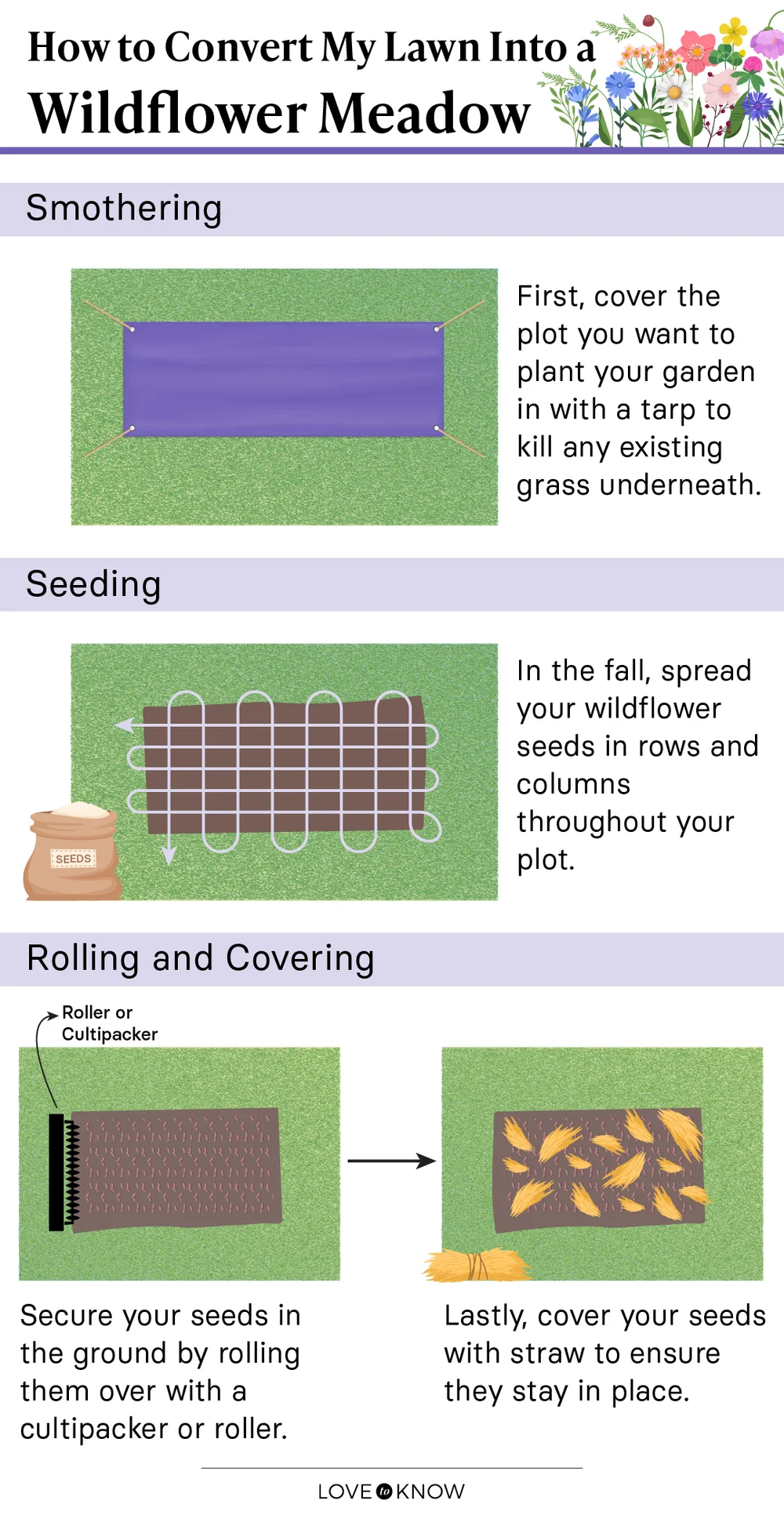 Wildflower Meadow Infographic