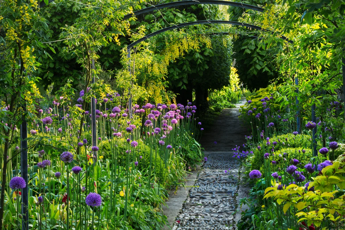 Allium flowers