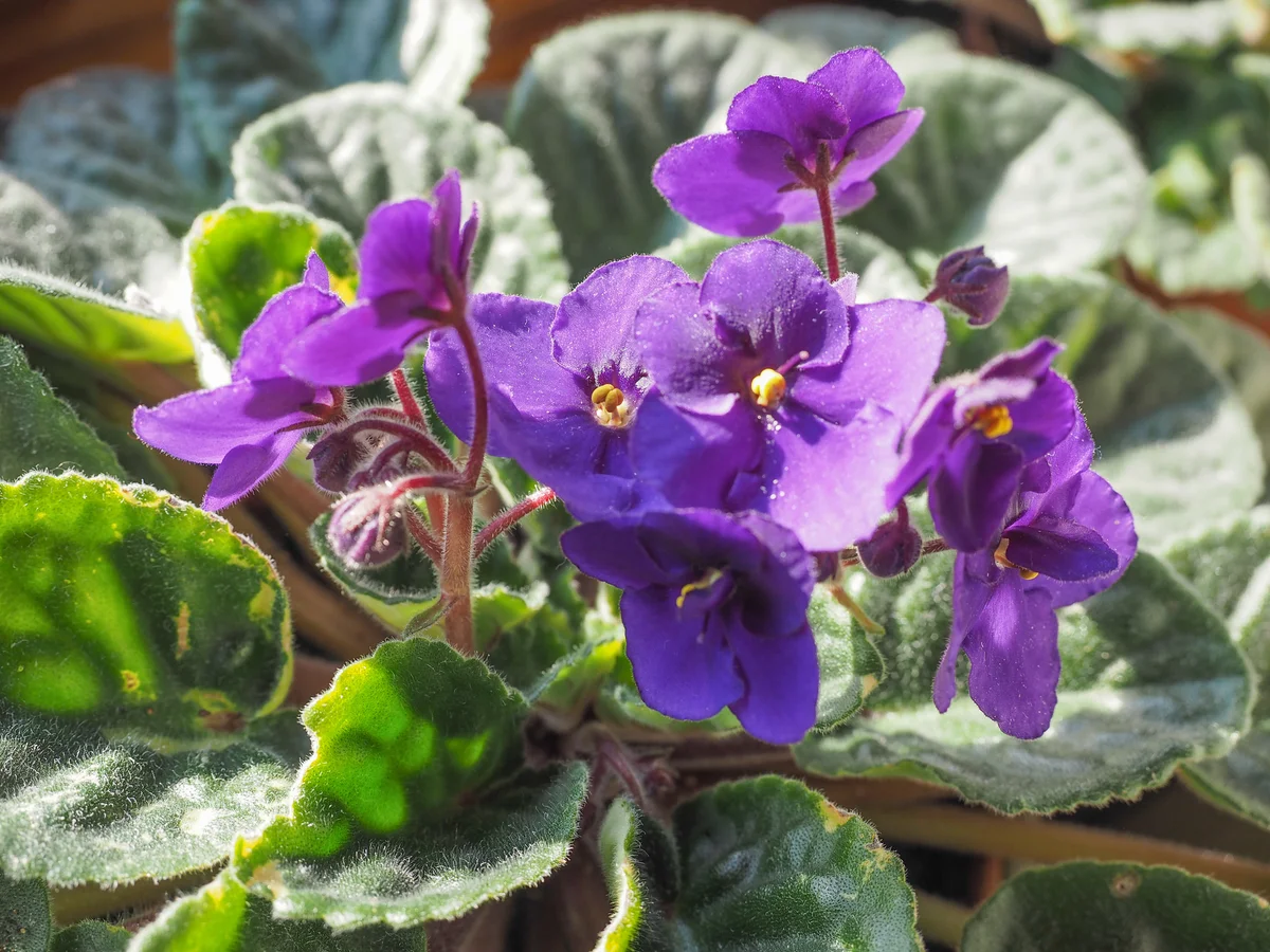African violets closeup