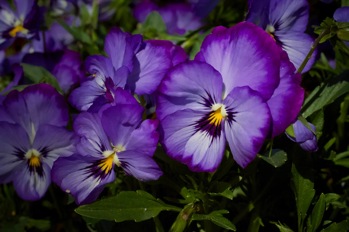 Closeup of purple pansies