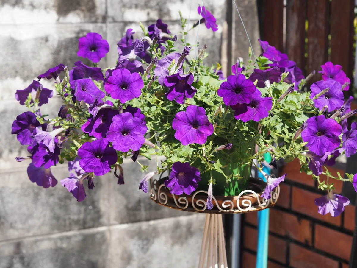 Purple petunias in a basket