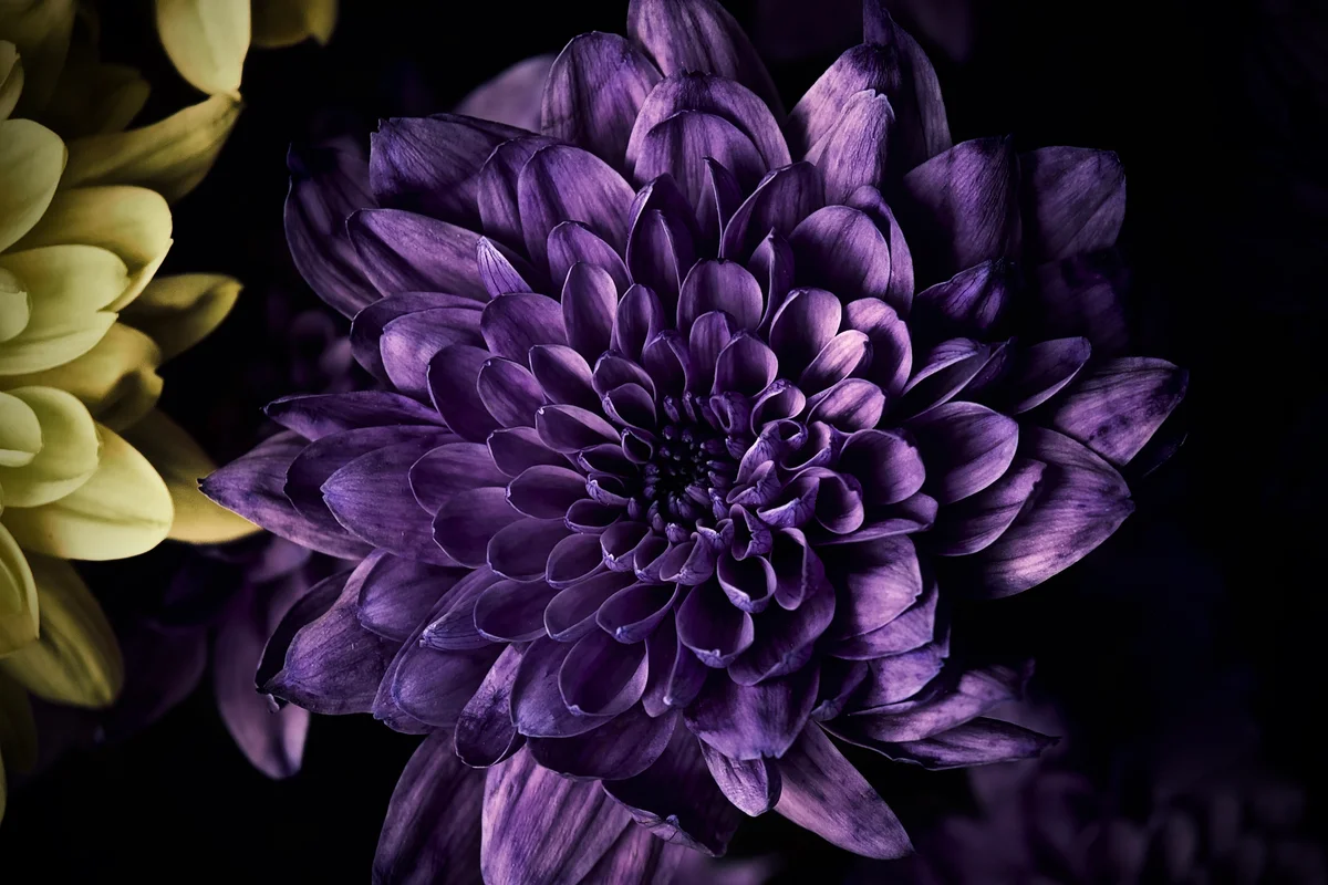 purple dahlia closeup