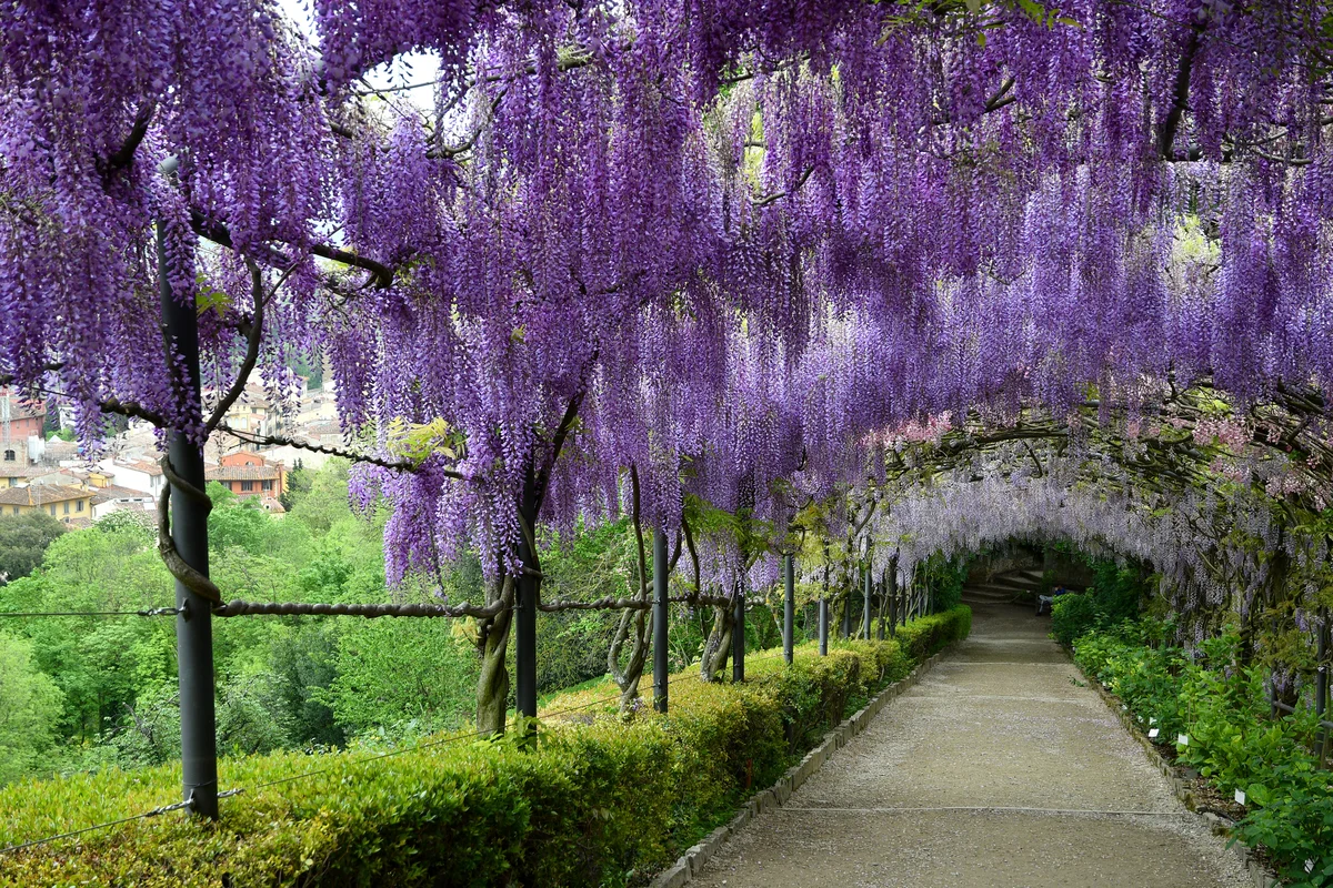 Wisteria arbor