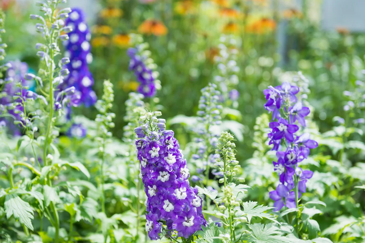 delphinium flowers in garden