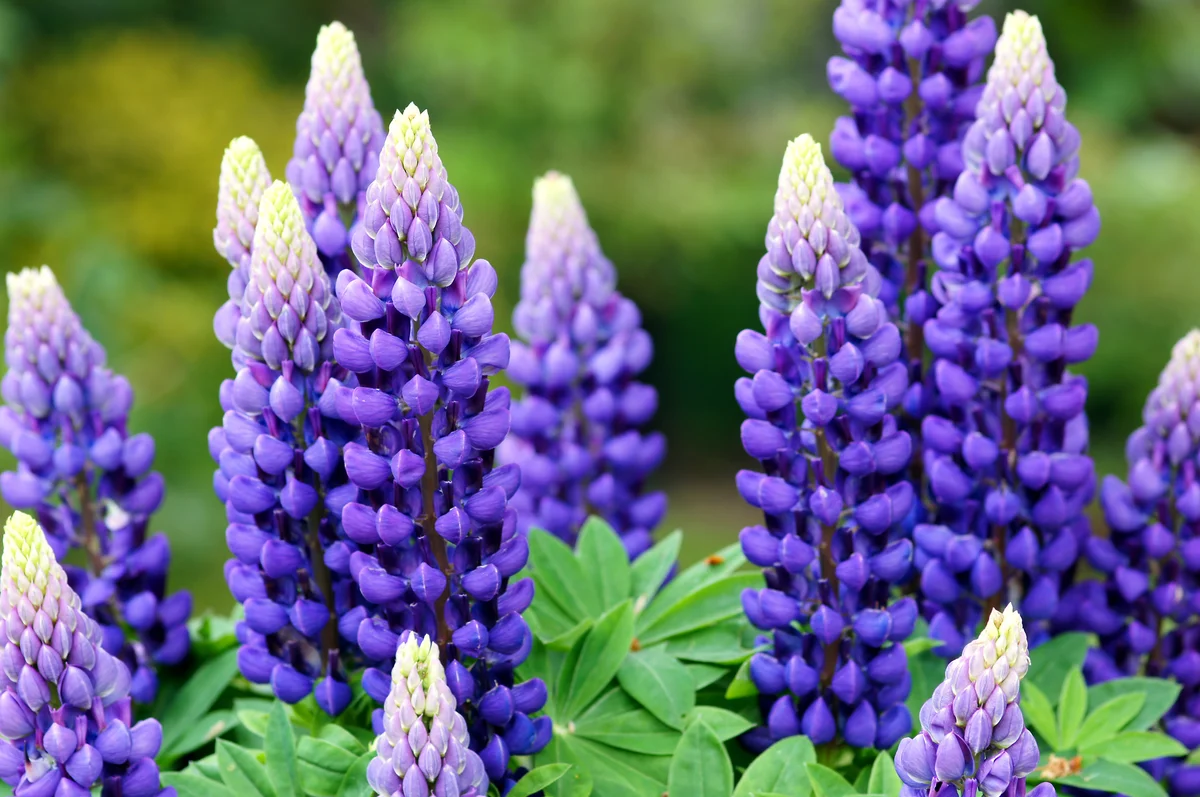 Lupin flowers closeup