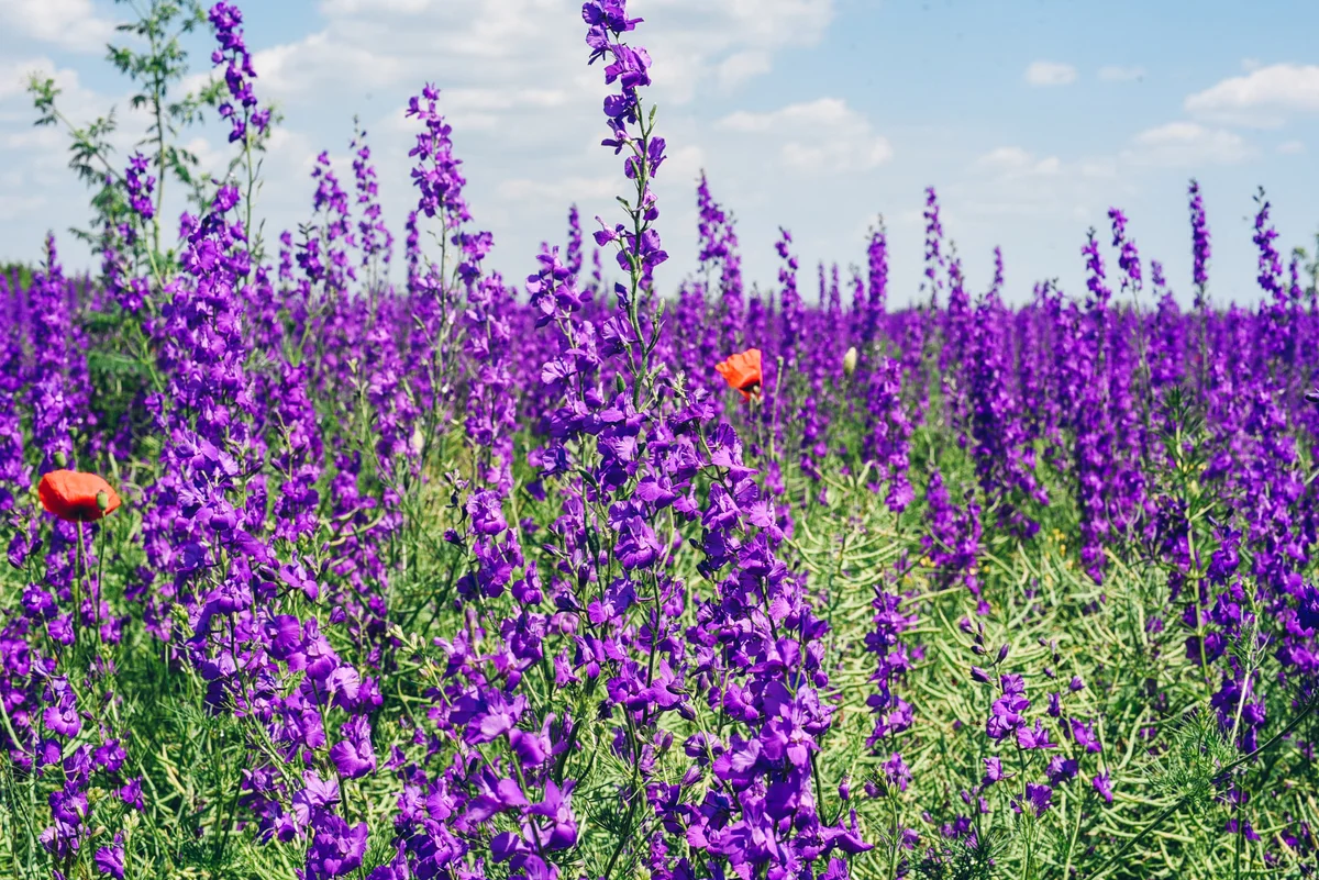 field of larkspur & poppies