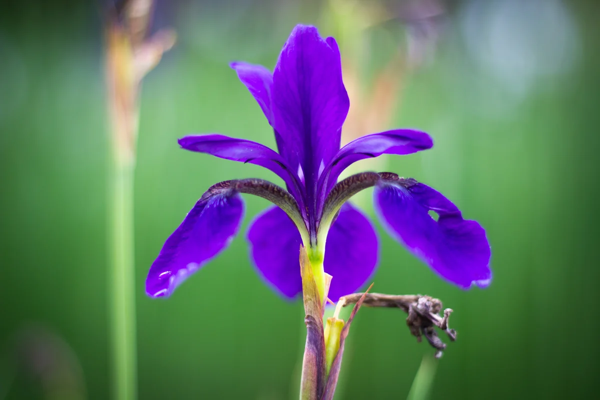 Purple iris
