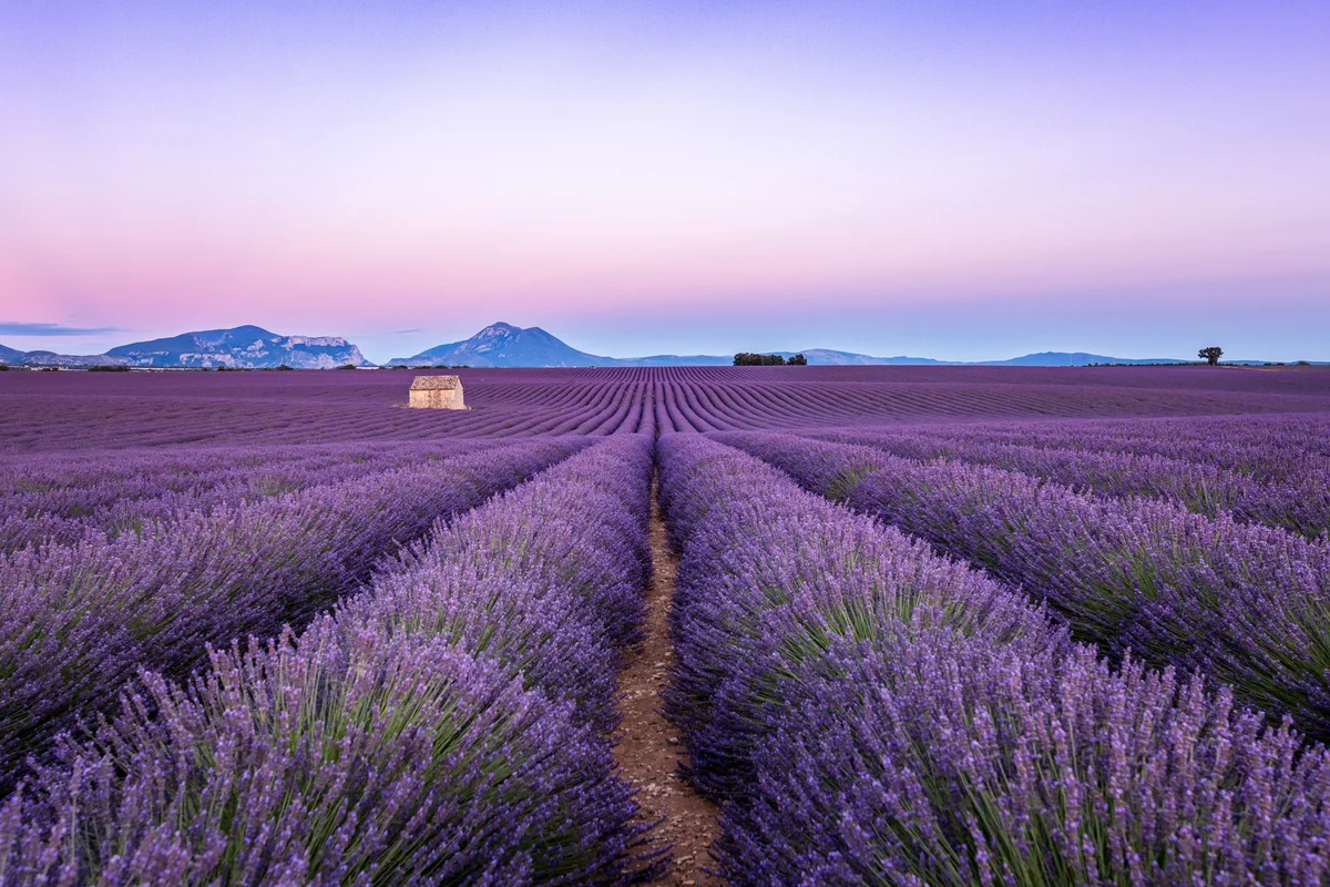 field of lavender