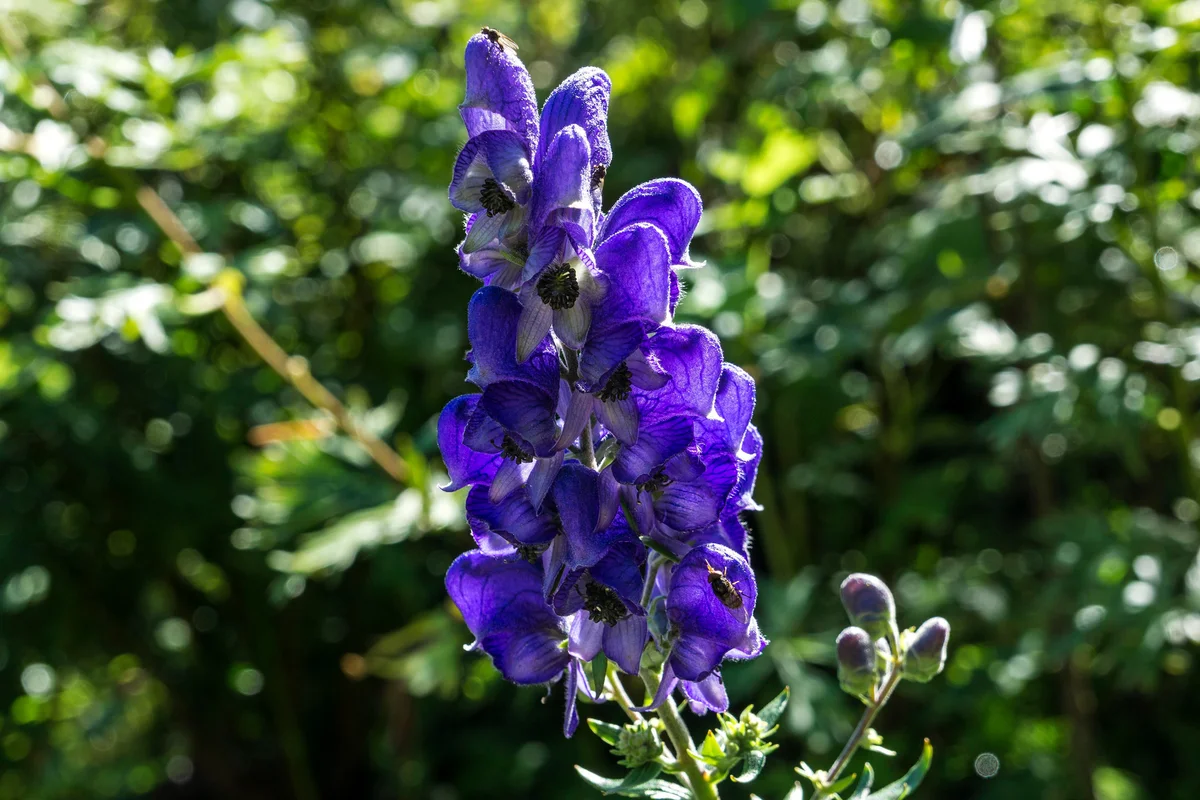 monkshood closeup
