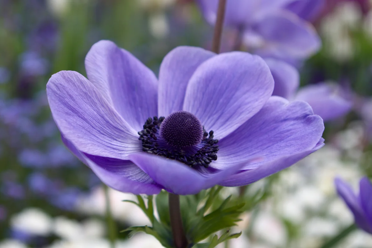 closeup of purple anemone
