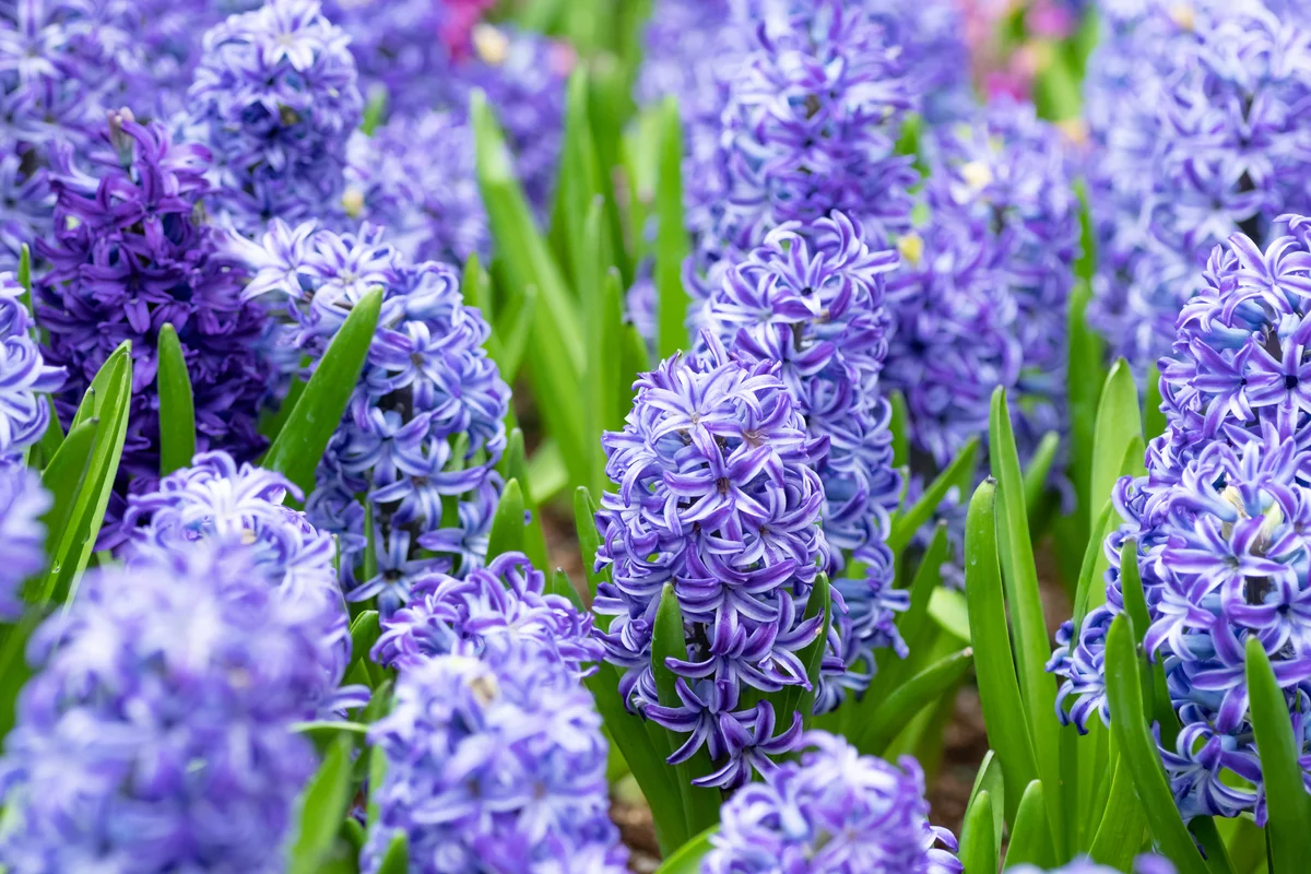 hyacinth flowers