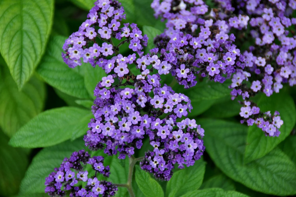 Heliotrope flowers