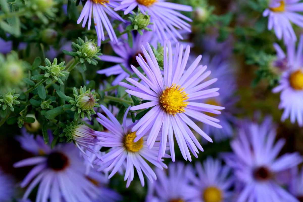 close up of asters