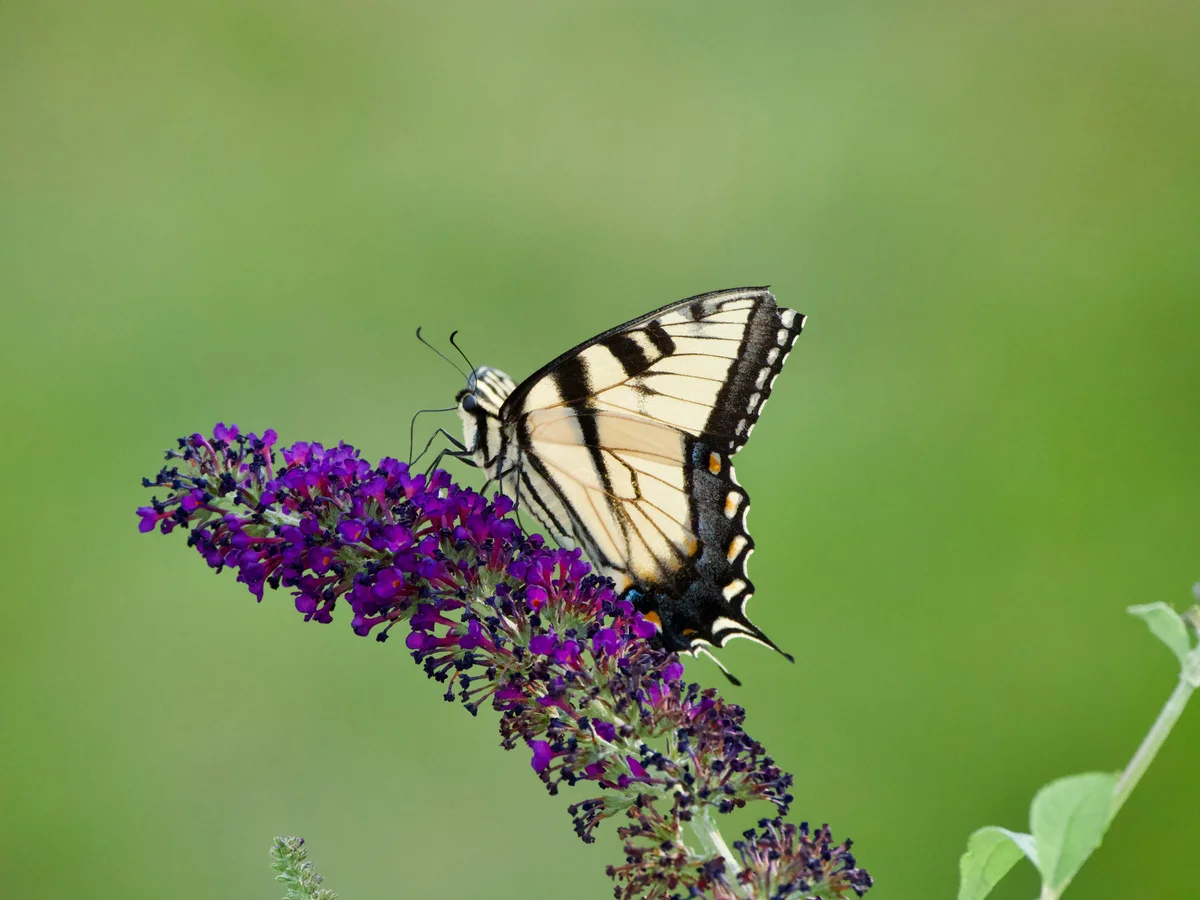 Butterfly on butterfly bush