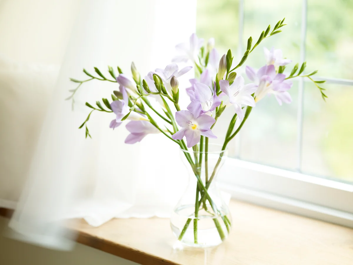 freesia in vase