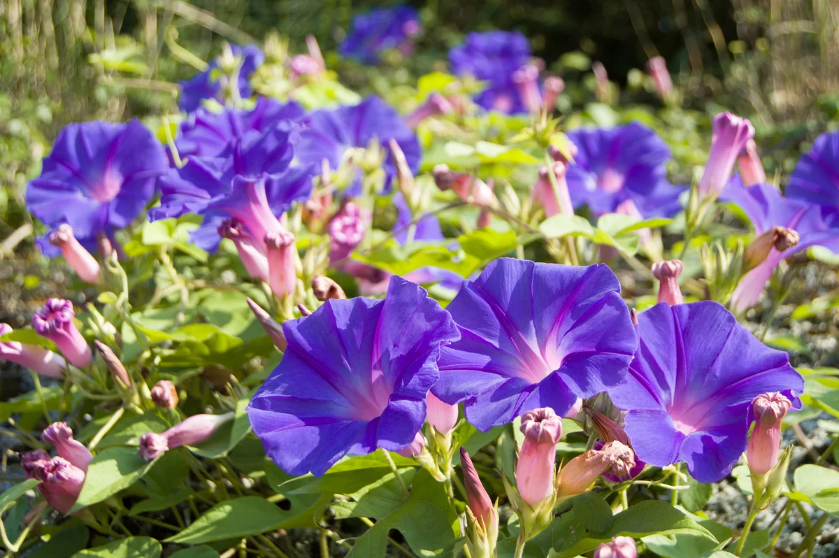 Morning glories