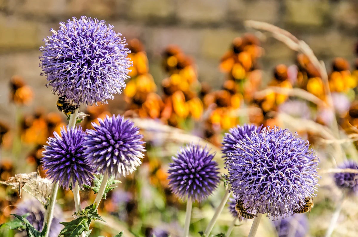 Globe thistle
