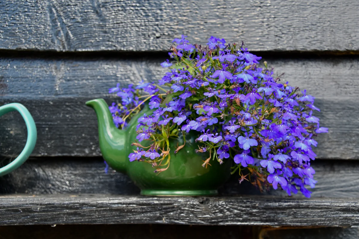 lobelia in a teapot garden