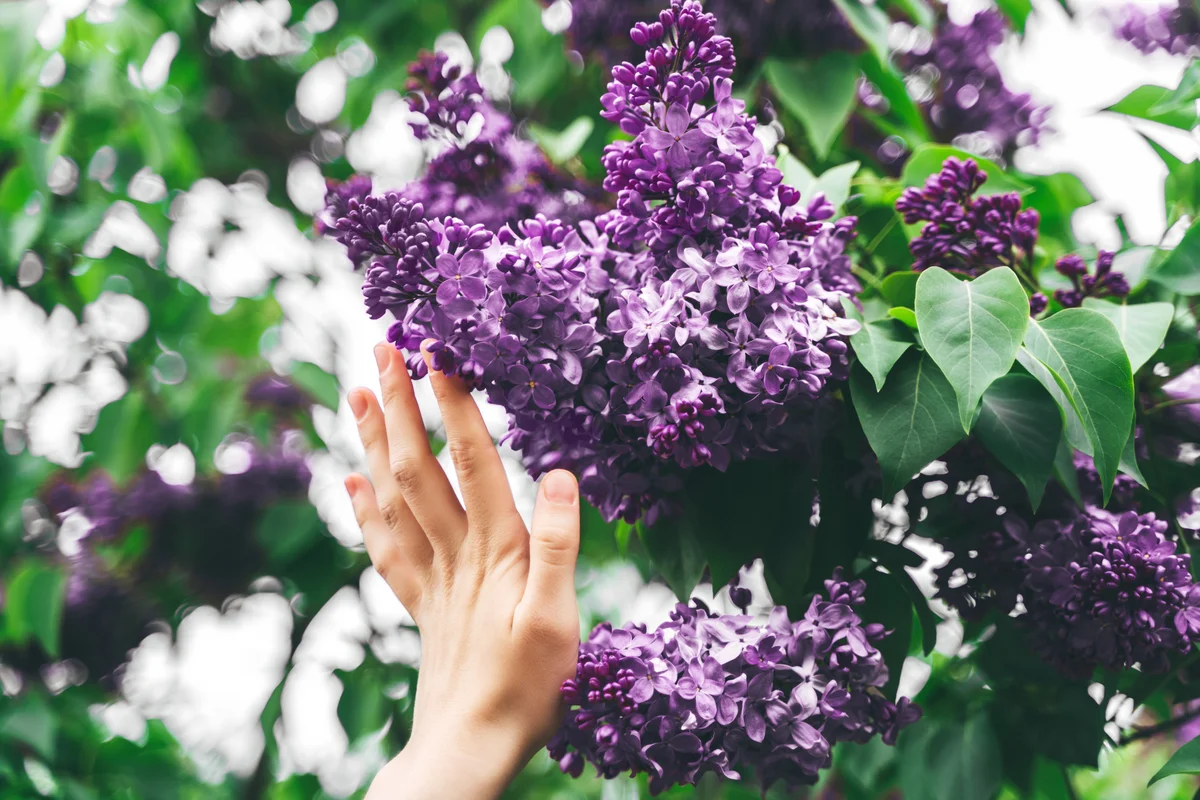 woman's hand touching lilac flowers