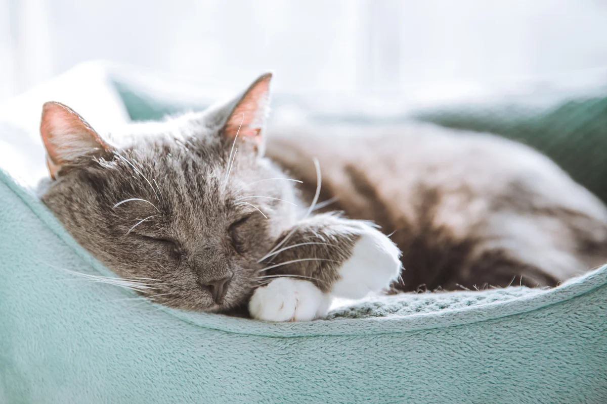 cat sleeping in a pet bed