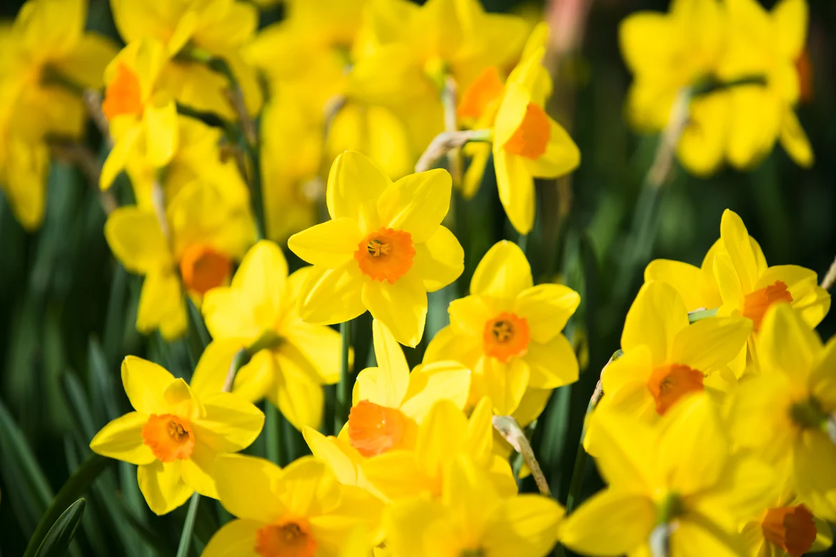 field of daffodils