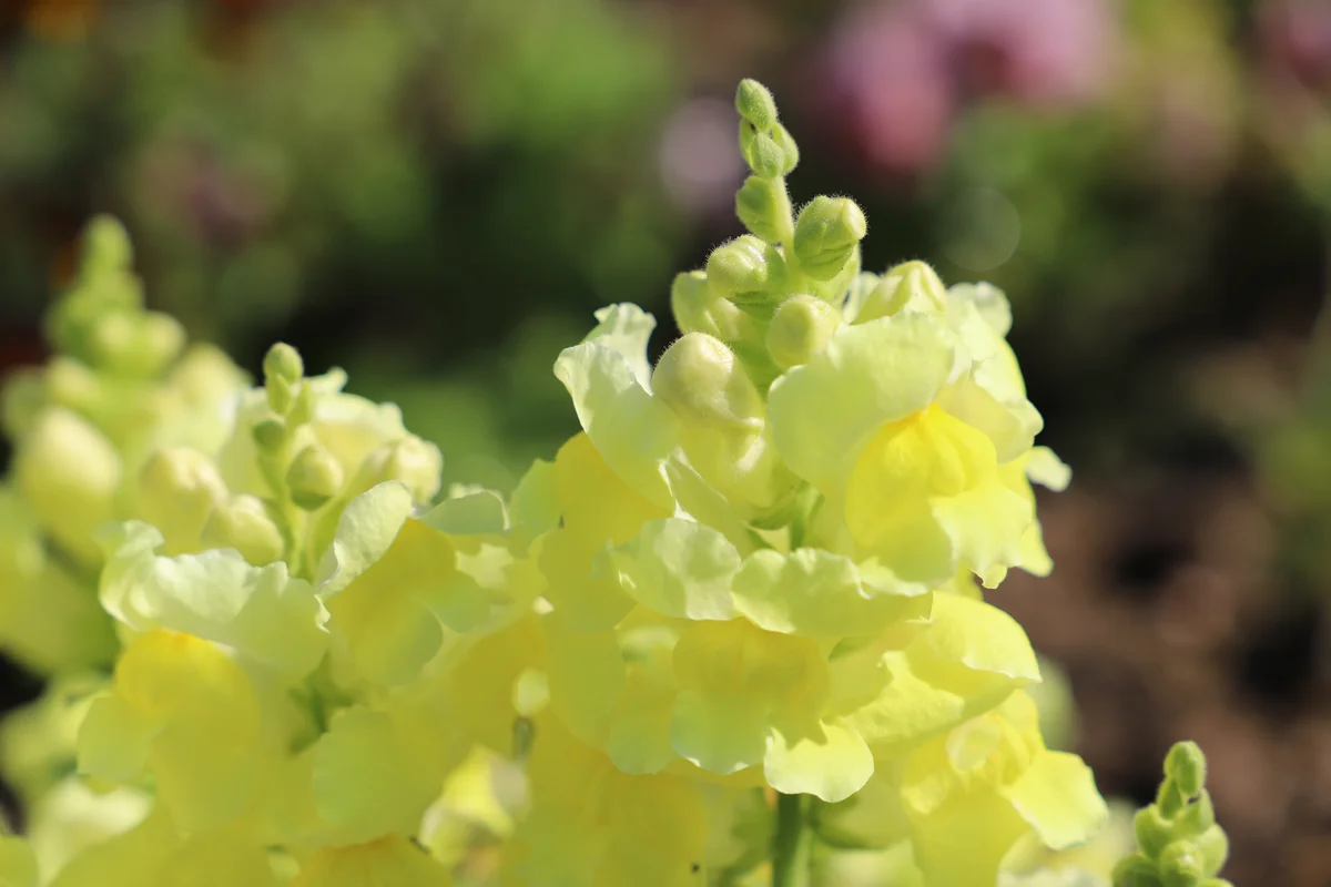 closeup of yellow snapdragons
