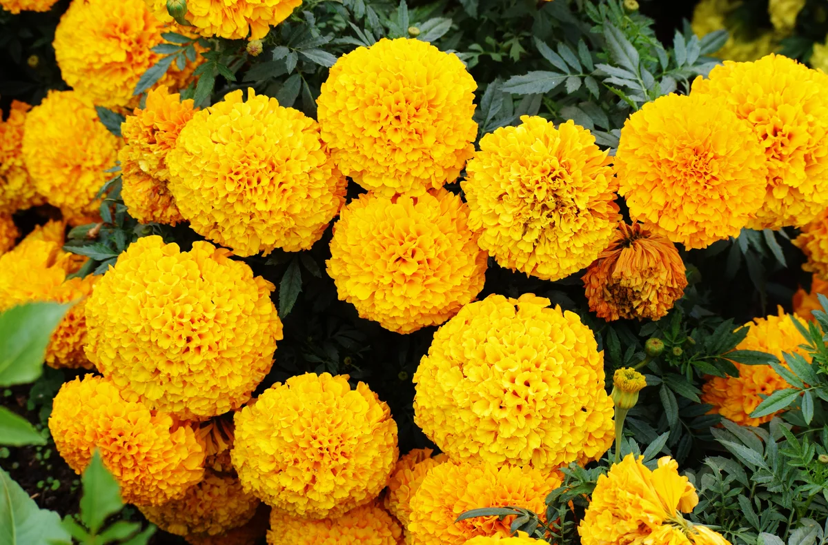 Closeup of yellow marigolds