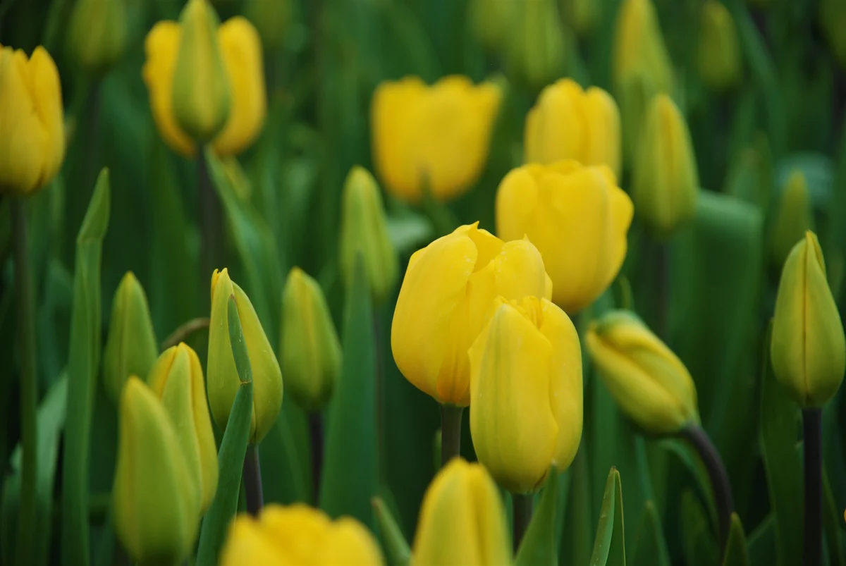 yellow tulips
