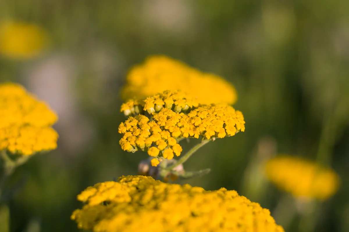 yarrow flowers