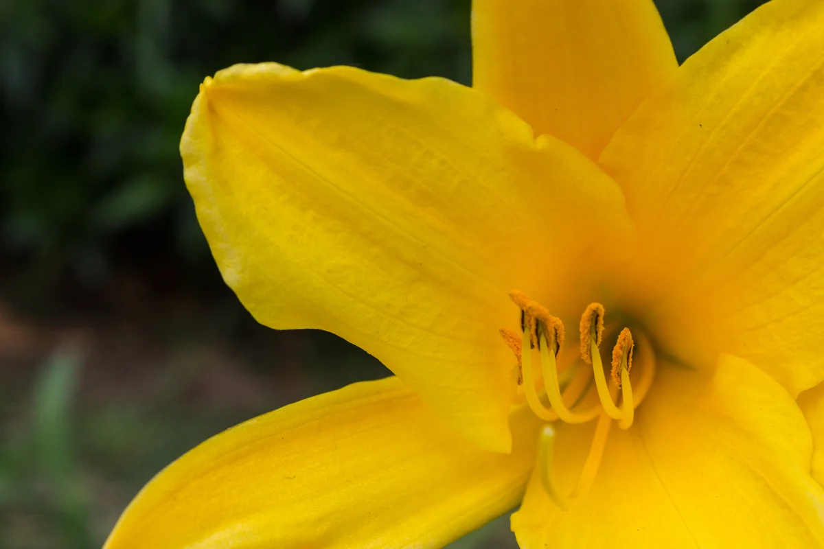 Close up of yellow lily