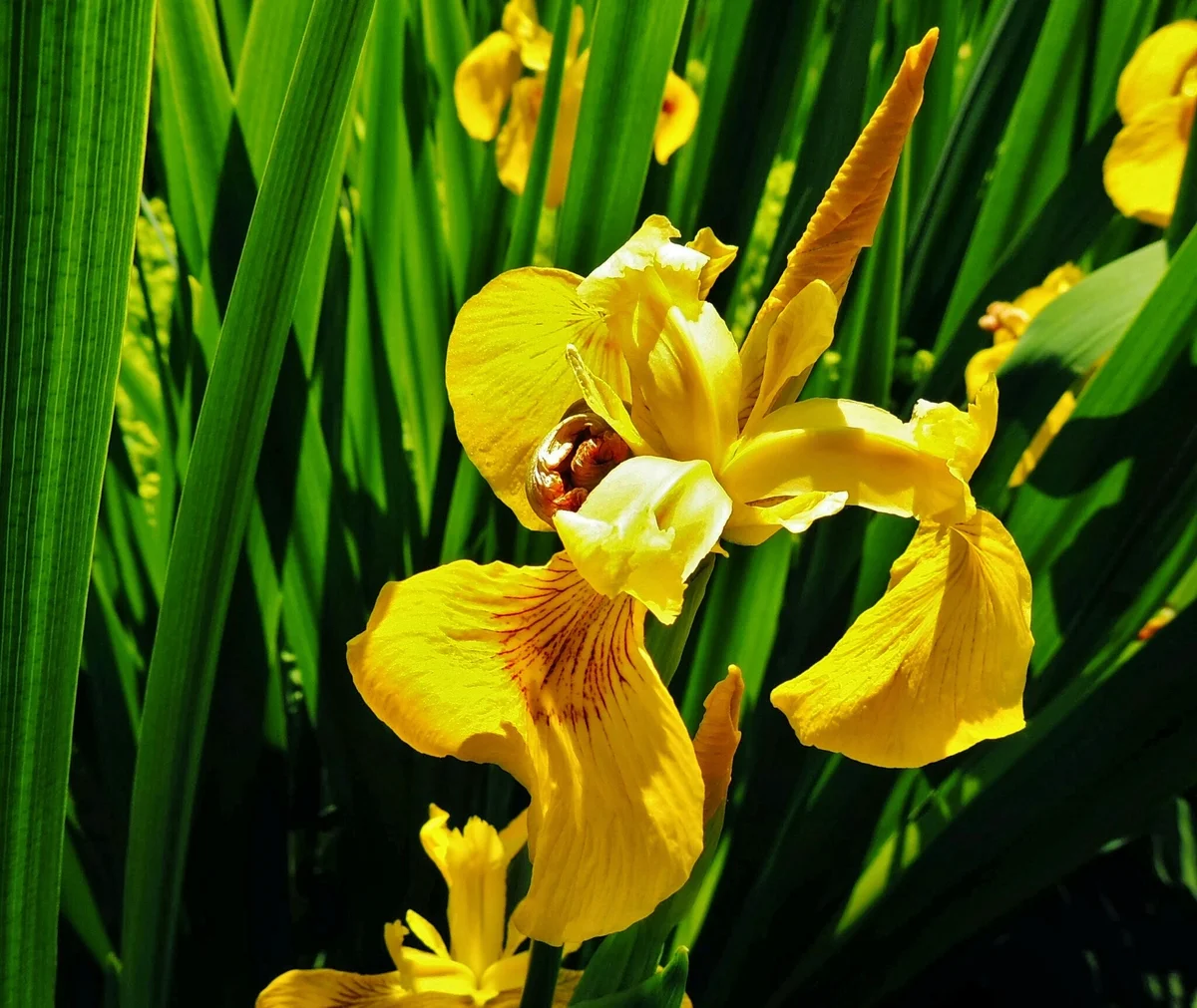 closeup of yellow iris