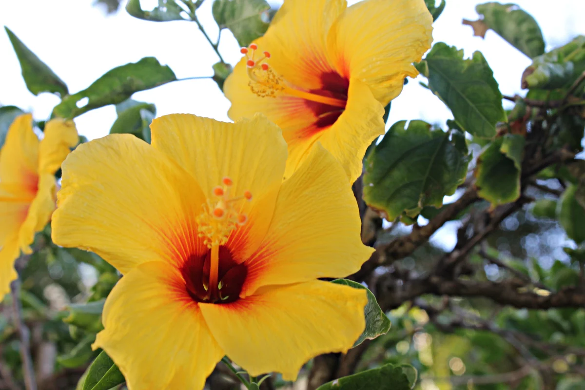 yellow hibiscus flower