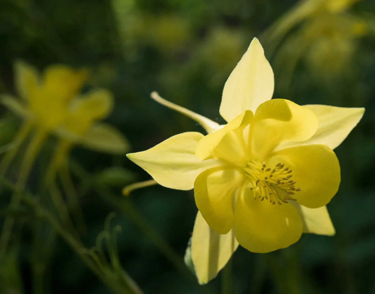 closeup of yellow columbine