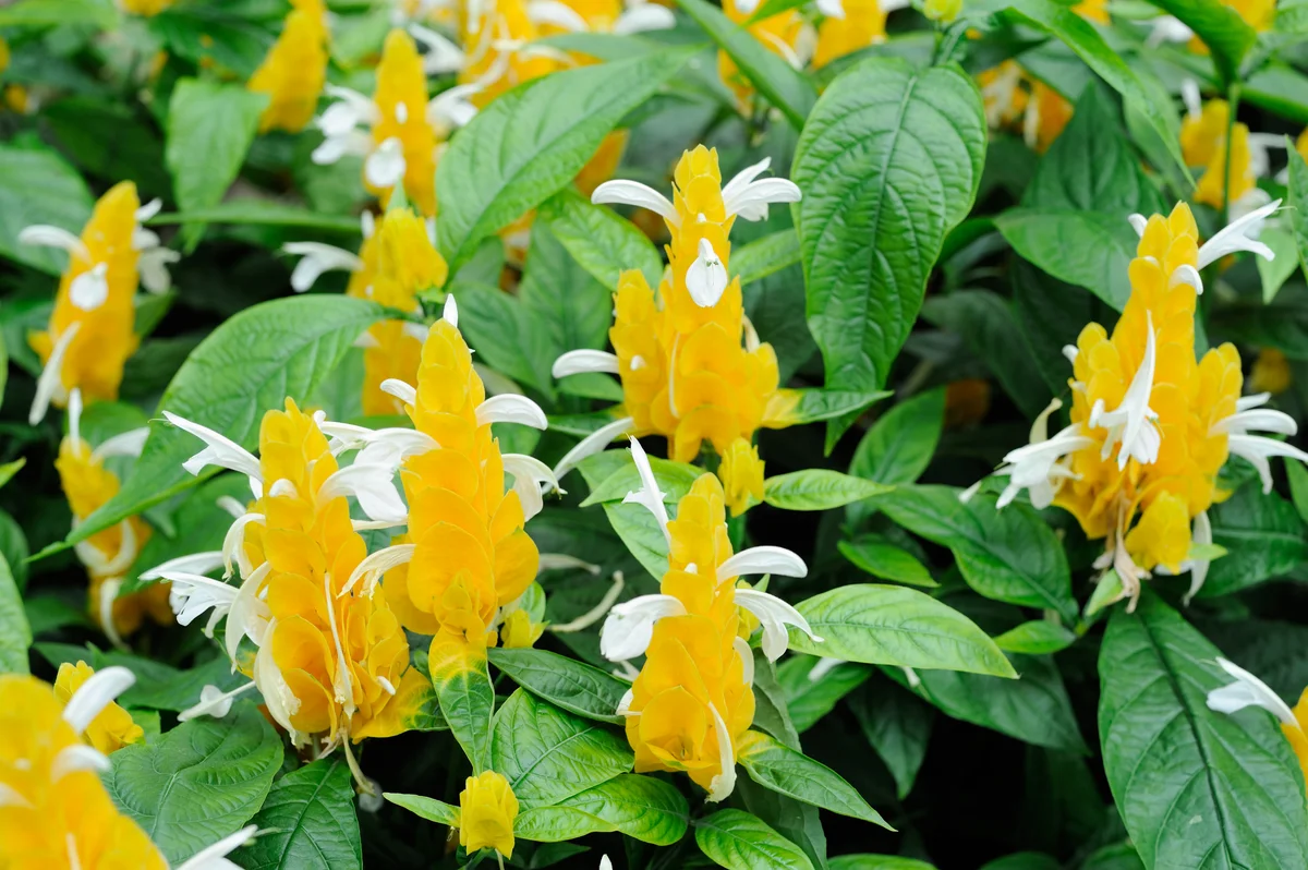 lemon lollipop flowers