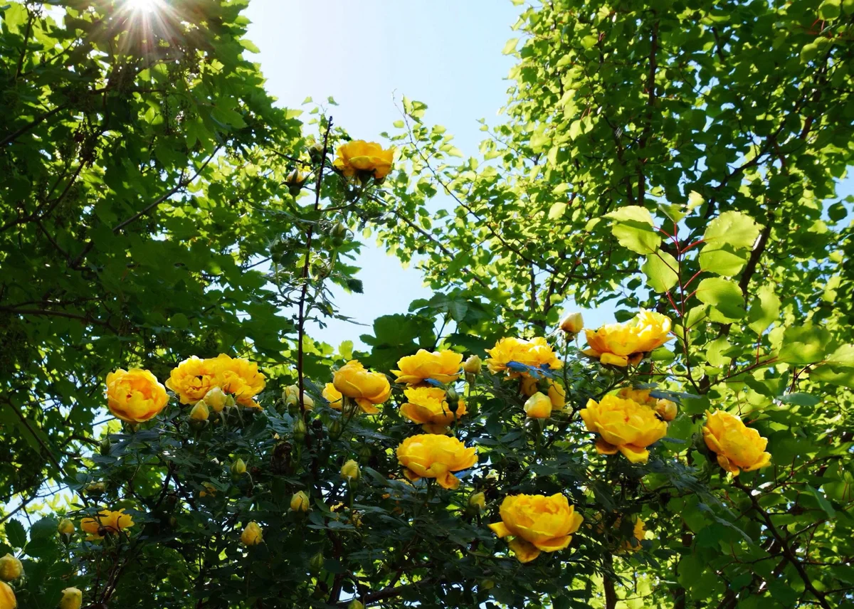yellow roses in garden
