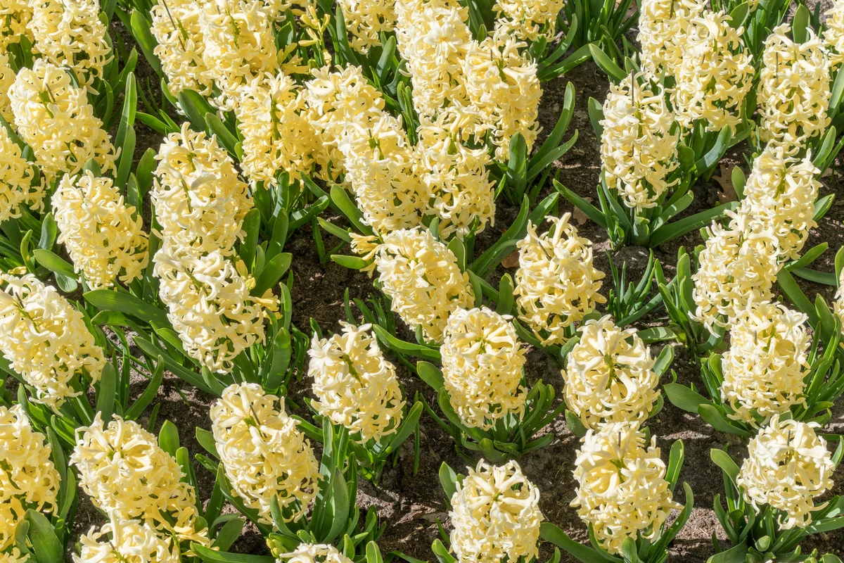 field of yellow hyacinth flowers