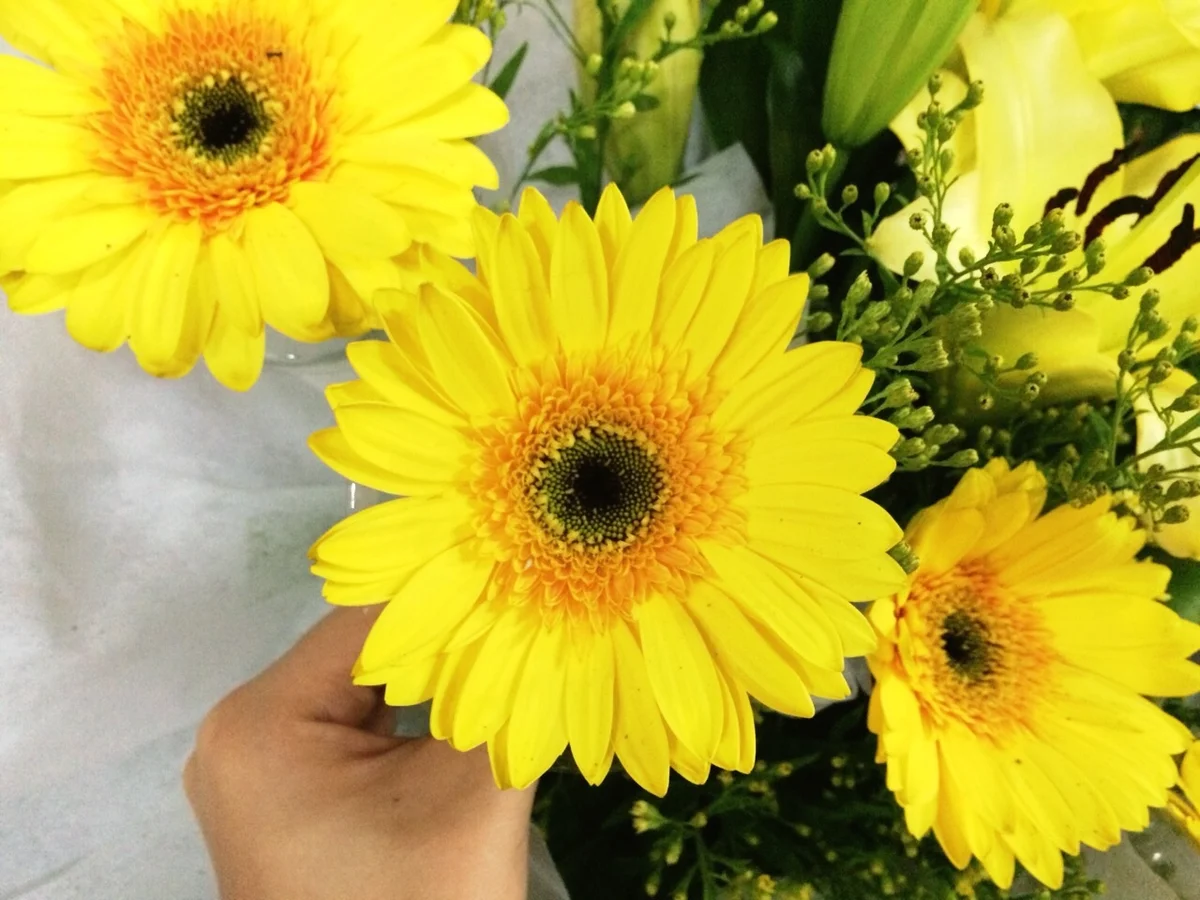 hand holding yellow gerbera daisies