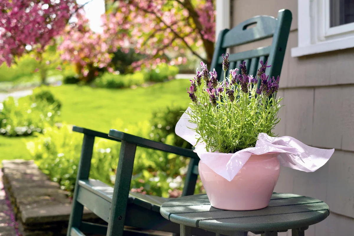 Rocking chair and pot of lavender on porch