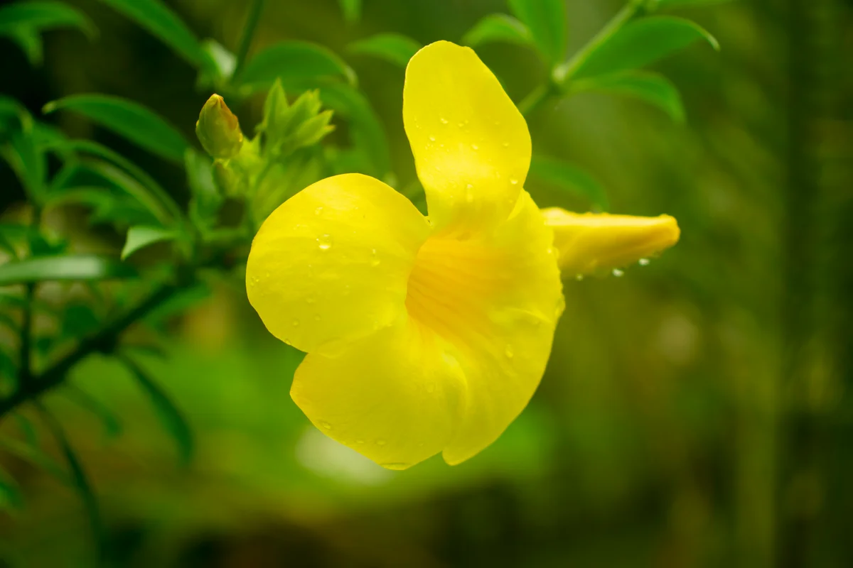 closeup of yellow impatien flower