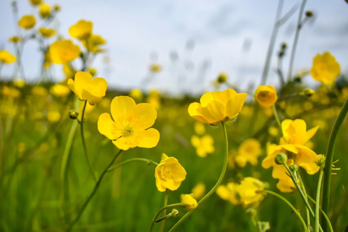 field of buttercups