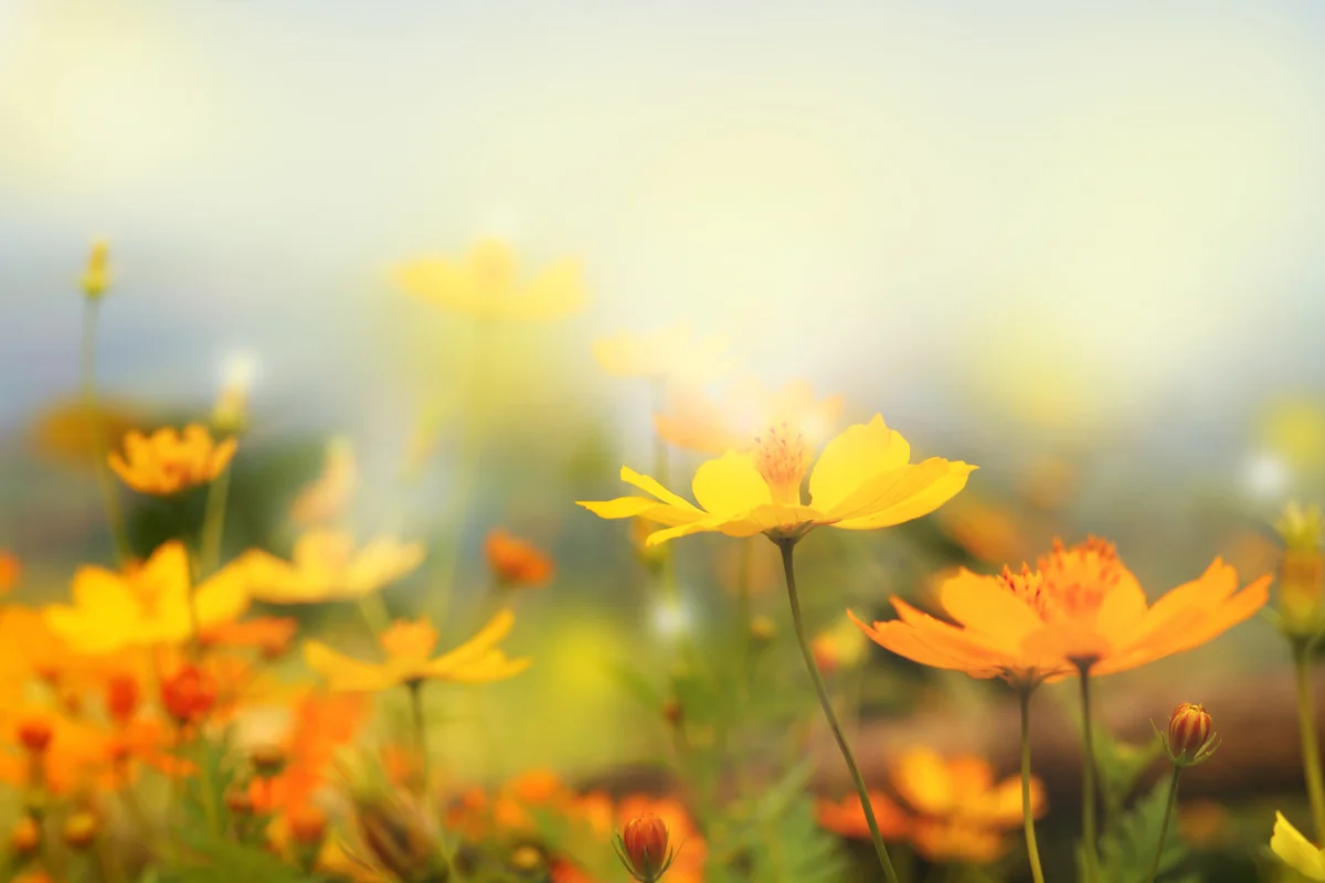 field of yellow flowers