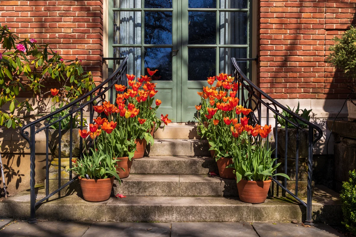 Bright orange potted plants by staircase against building
