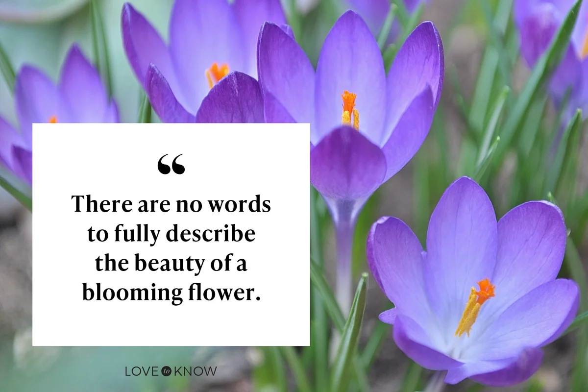 Blooming purple crocus flowers on field