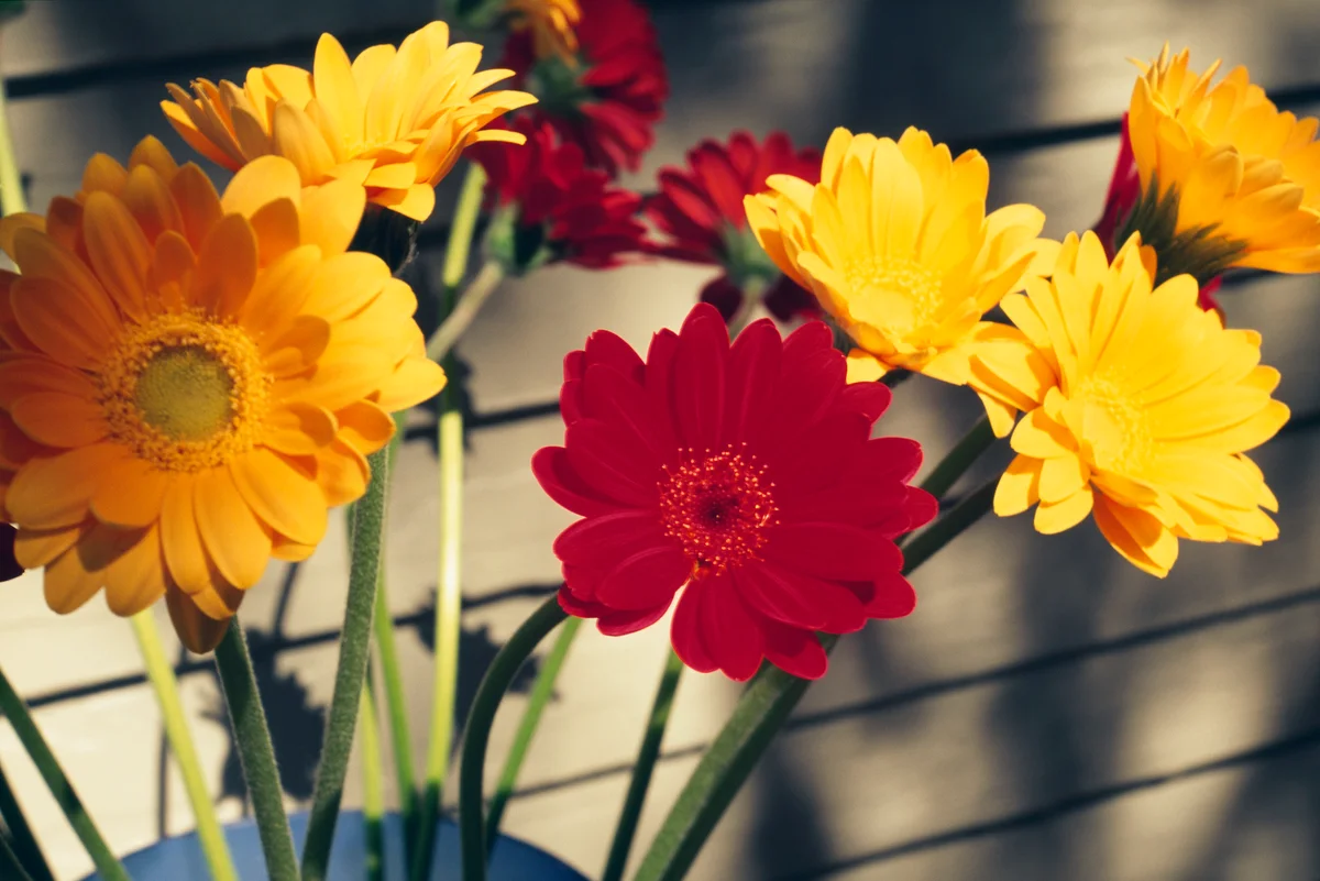 Gerbera daisies