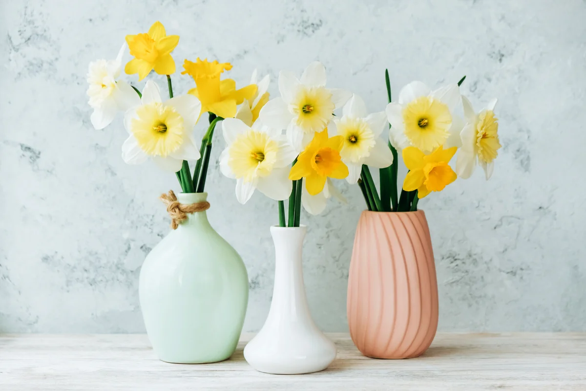 daffodils in vases