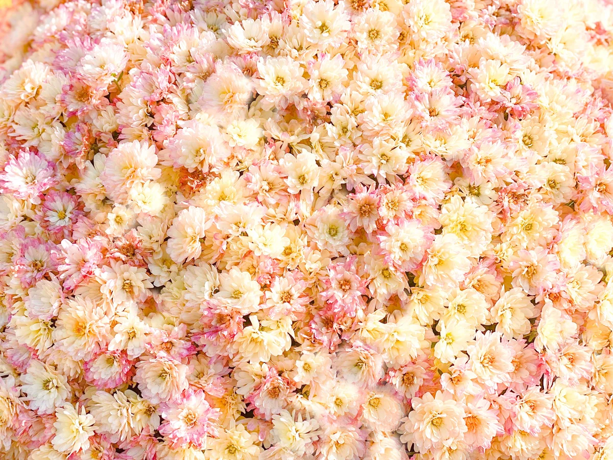 pink and white chrysanthemums