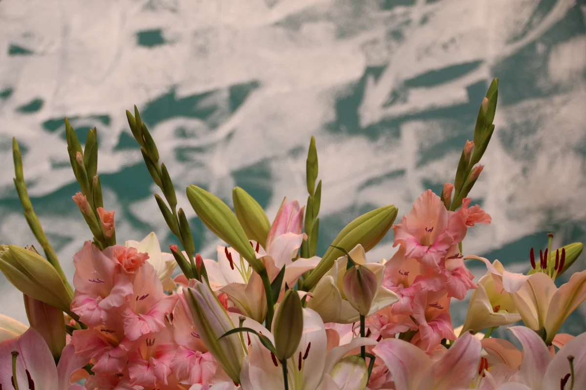 Gladiolus plants
