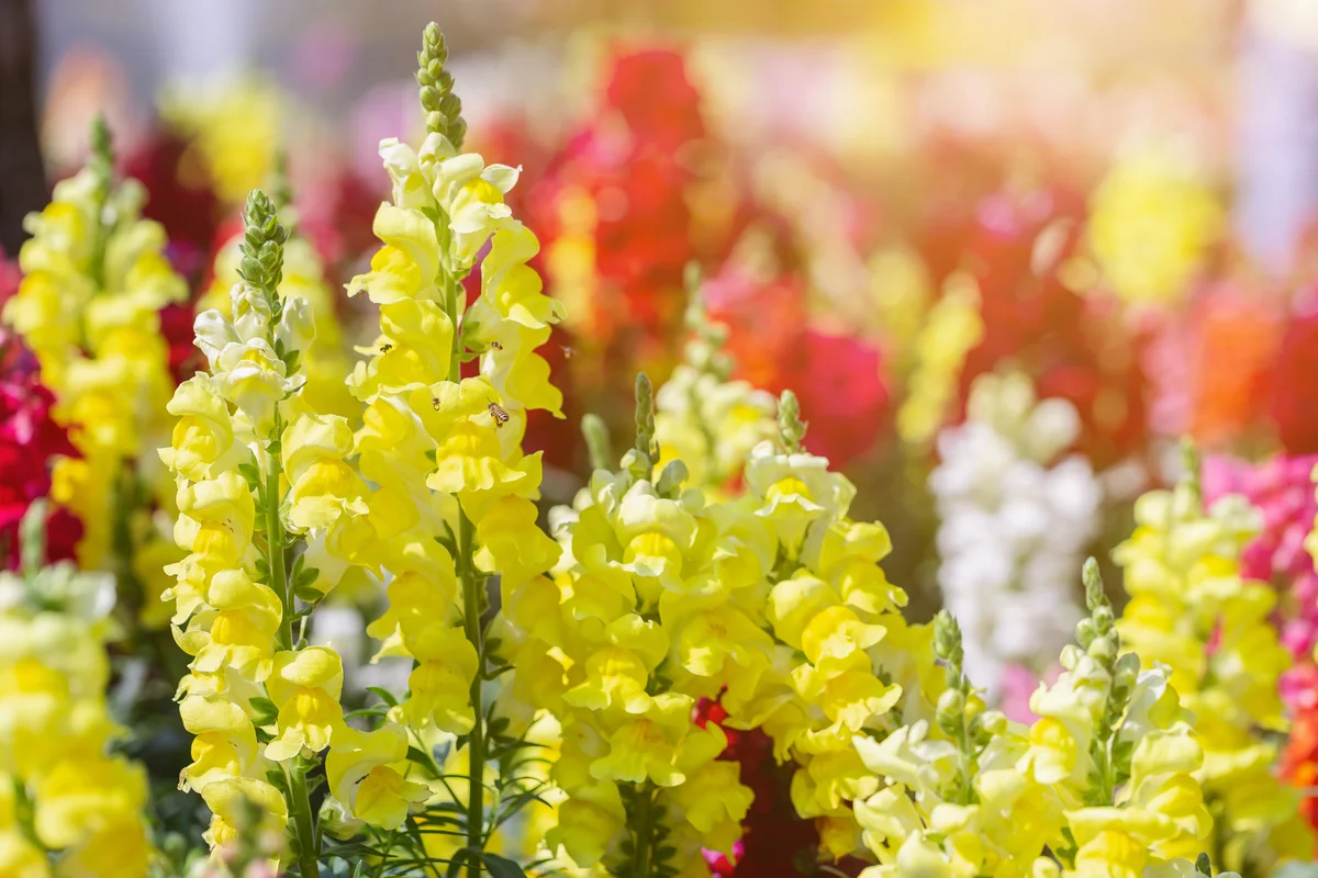 yellow snapdragons