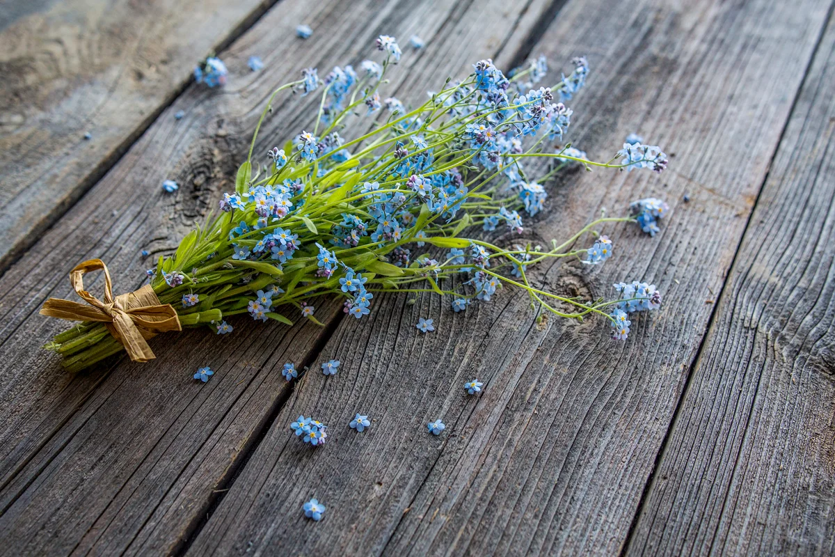 nosegay of forget-me-not flowers