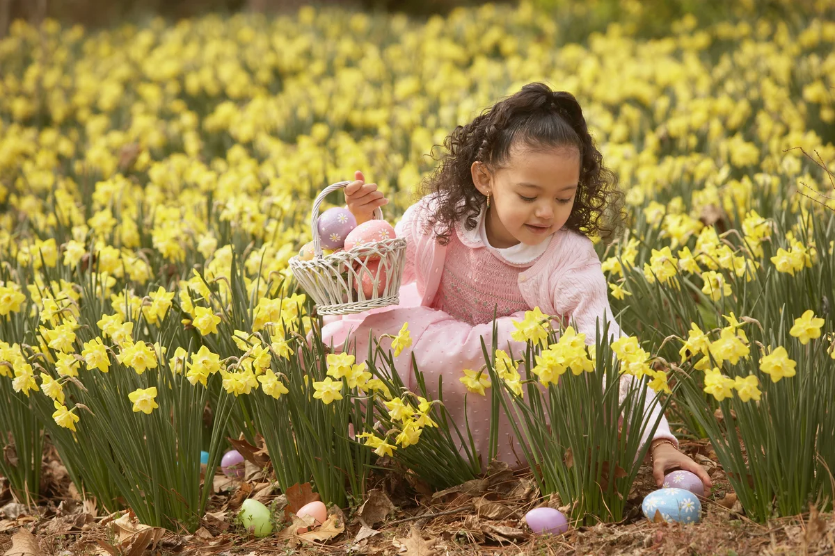Girl hunting Easter eggs in a daffodil field